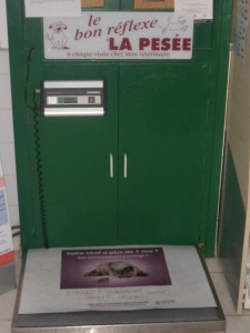 La pesée pour un animal en forme