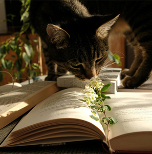 Phytothérapie vétérinaire 